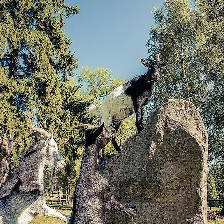 Pension Dymnik Guest house